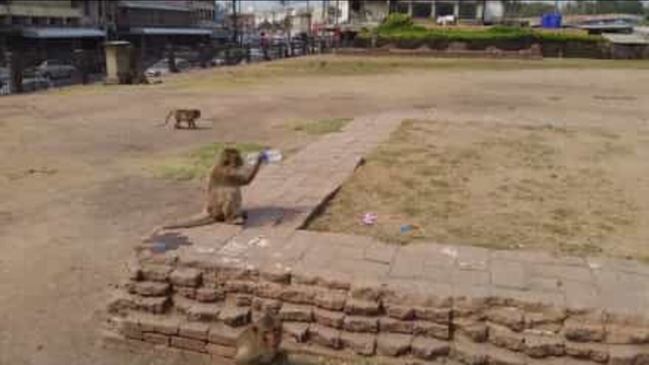 Un singe dérobe la bouteille d'eau d'un touriste