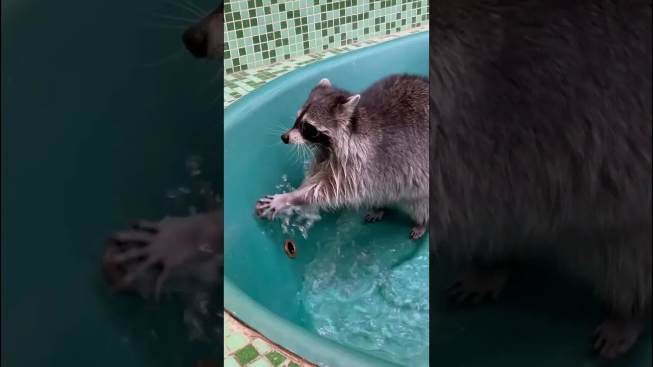 #shorts Смешные Еноты Из Тик Ток 7 Funny Tik Tok Raccoons