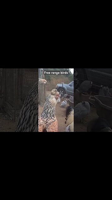 Farm surveillance. Free range chickens. Roger and Mary