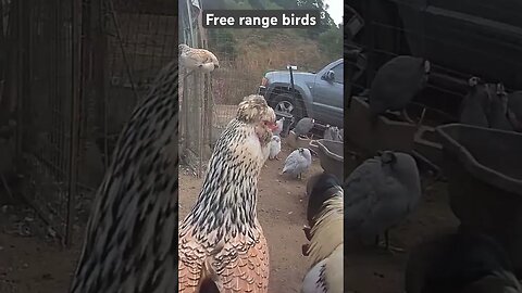 Farm surveillance. Free range chickens. Roger and Mary