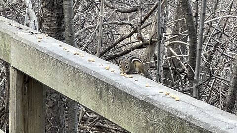 Chipmunk and Cardinals