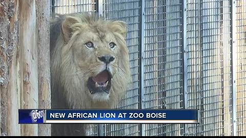 New African lion, Revan, at exhibit in Boise