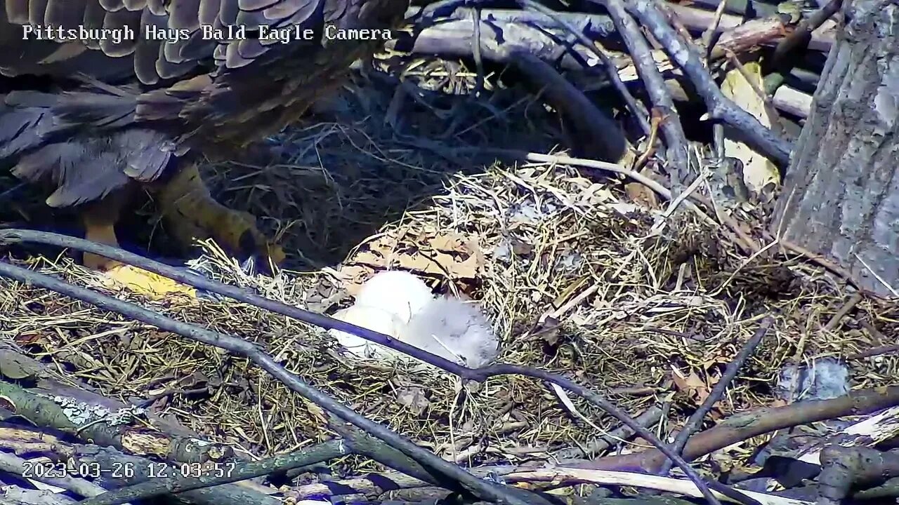 Hays Eagles Hatch Welcome to the World H19! 3.26.23 12:03pm