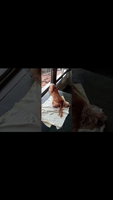 #dogshow, #amimals, #dogs, #shorts