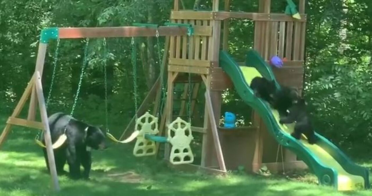 Mama Bear Takes Her Adorable Cubs To Play In Backyard of house