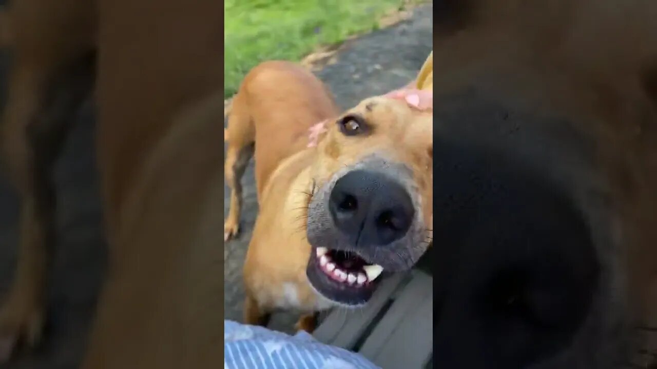 Bull Arab rescue dog enjoying family pats 💕 how many hands?????