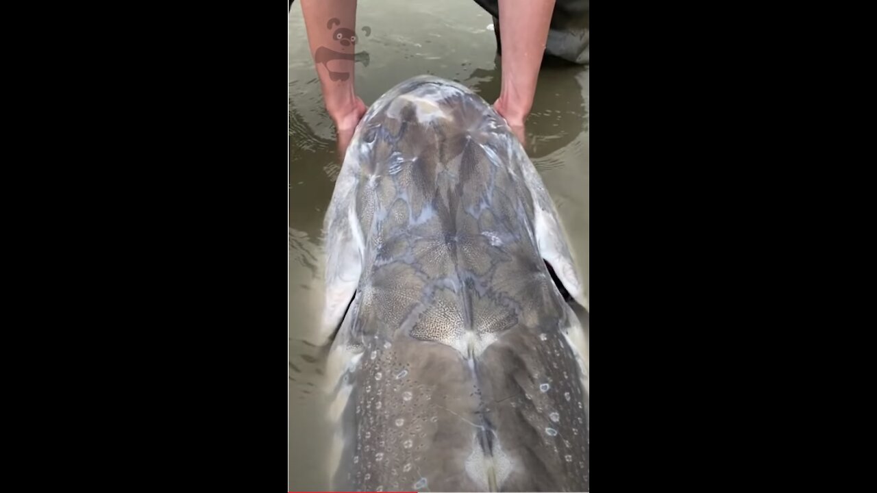 This fish is an incredible catch