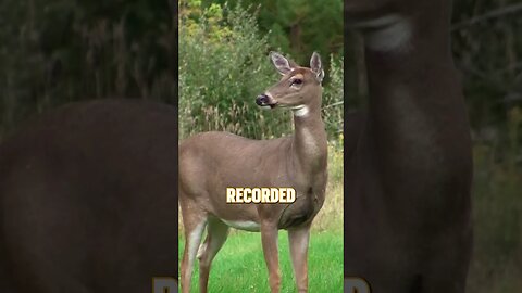 The oldest deer ever recorded in the U.S. #shorts #deer #hunting #deerhunting #biology