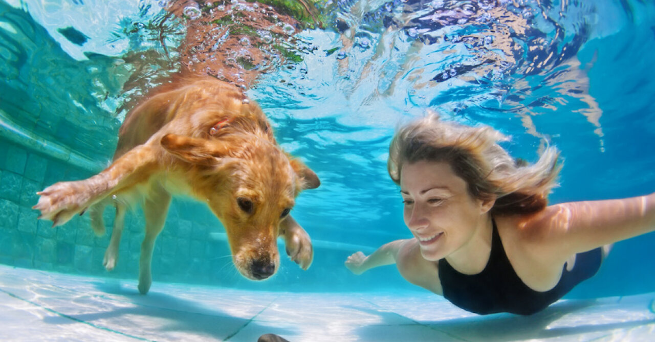 Teaching My Dogs How To Swim