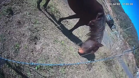 Farm surveillance of Arab pony