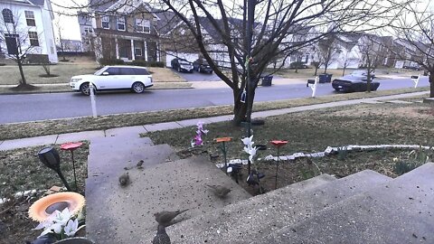 Nature Cam