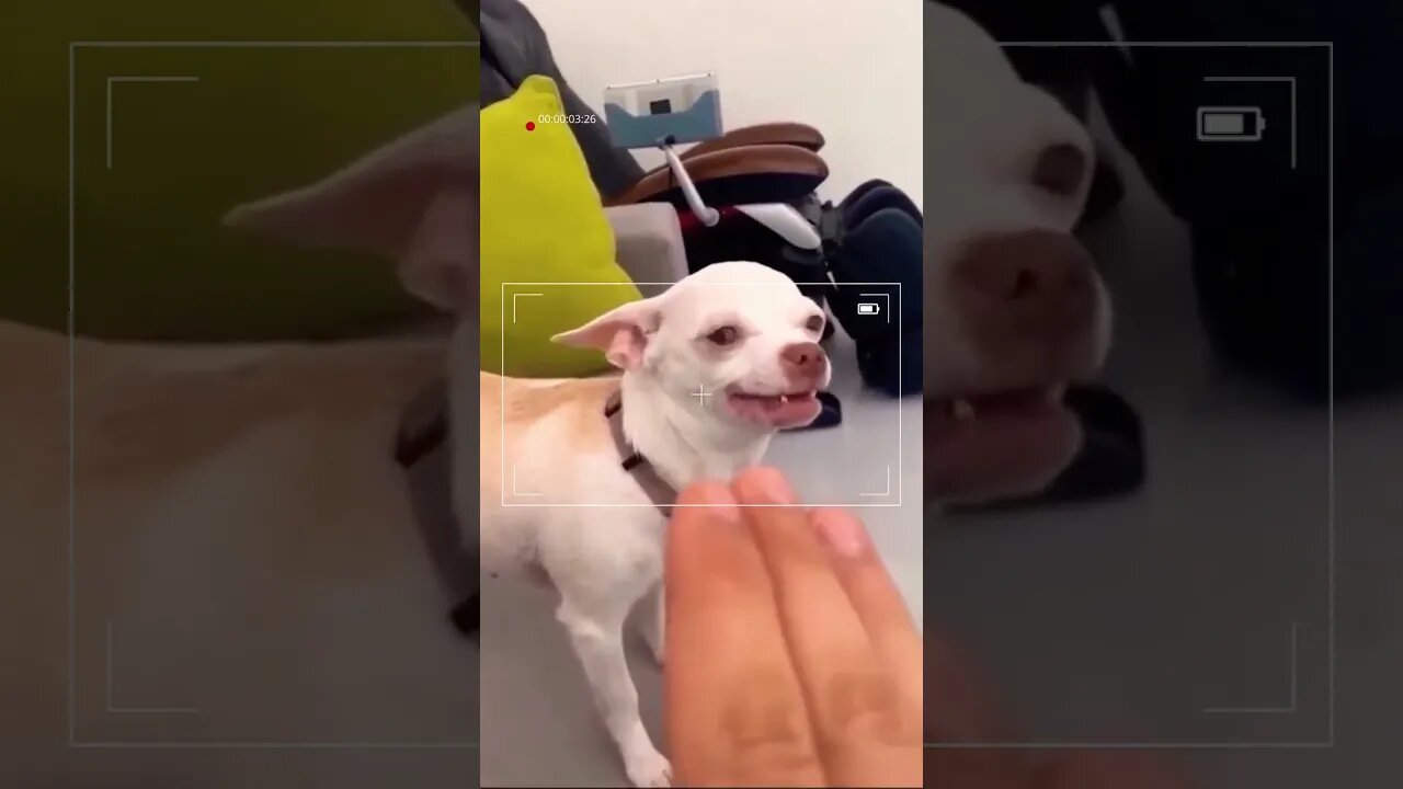 Dont mess with Chihuahua shorts Funny TIKTOK Dog Videos