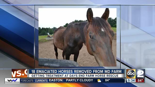 18 starving horses rescued from farm in Lisbon; charges pending