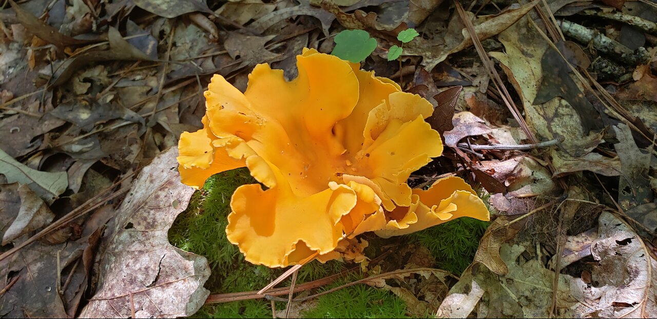 Looking for Chanterelle behind my house.