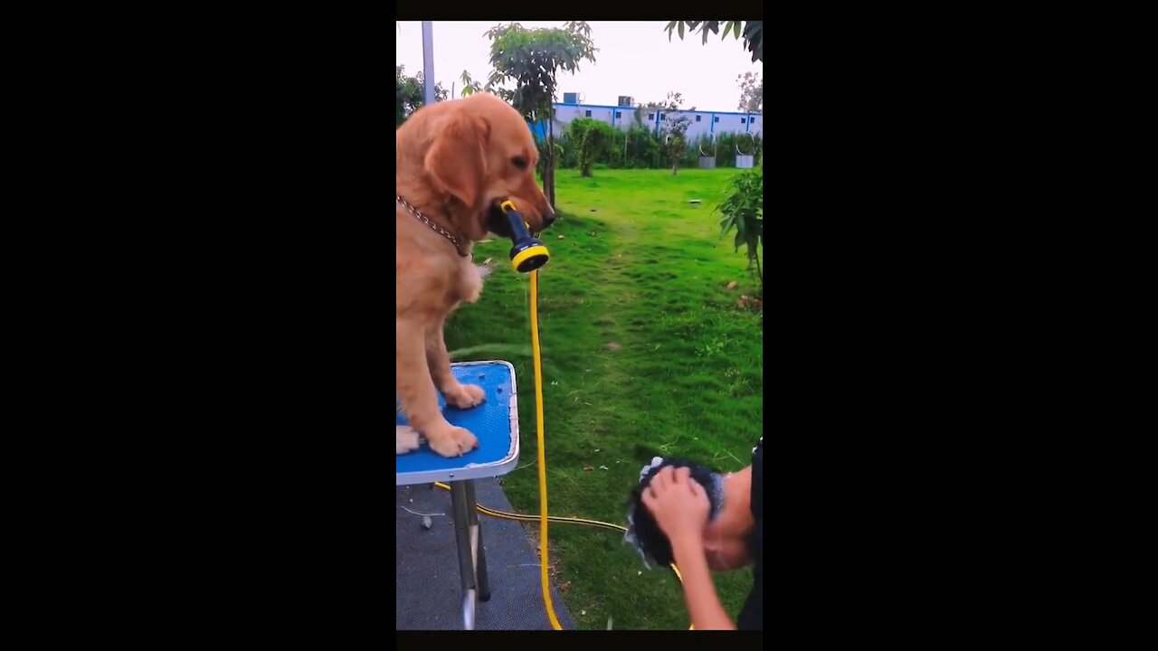What bad thoughts can dogs have?