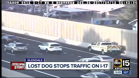 DPS attempts to save dog running on Interstate 17 in Glendale