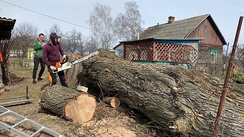 Кто бы мог представить, что Вяз может быть таким