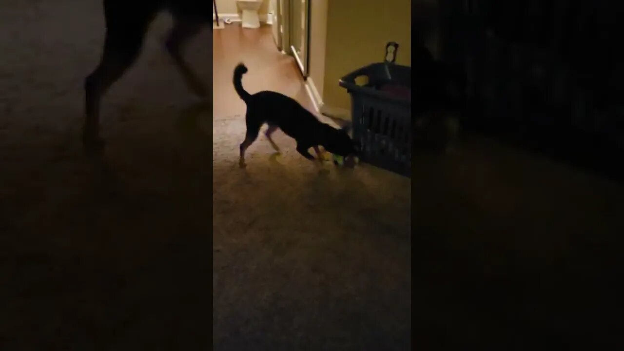 Snickers happy he has a new toy