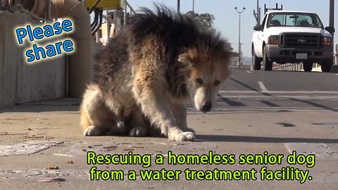 Rescuing a homeless senior dog from a water treatment facility