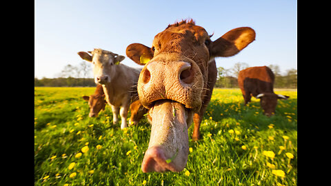 CRAZY COWS MOOING AND GRAZING IN A FIELD