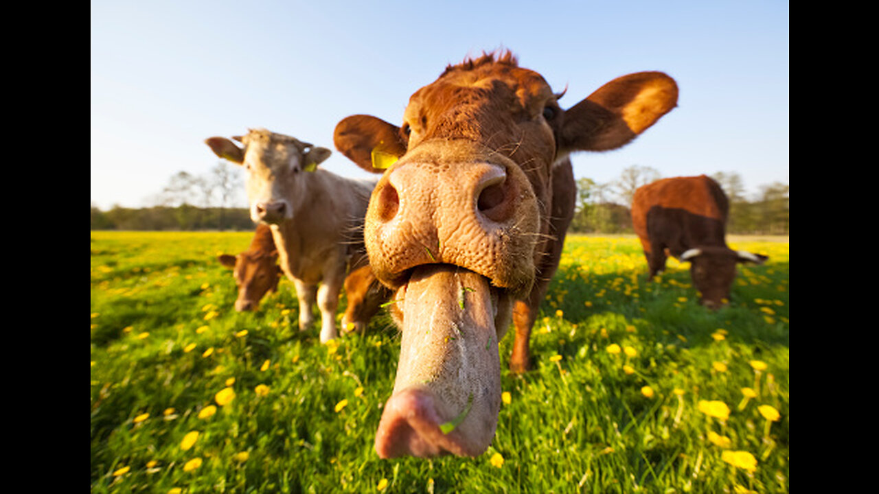 CRAZY COWS MOOING AND GRAZING IN A FIELD