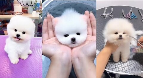 Hair Cutting Cute Dog