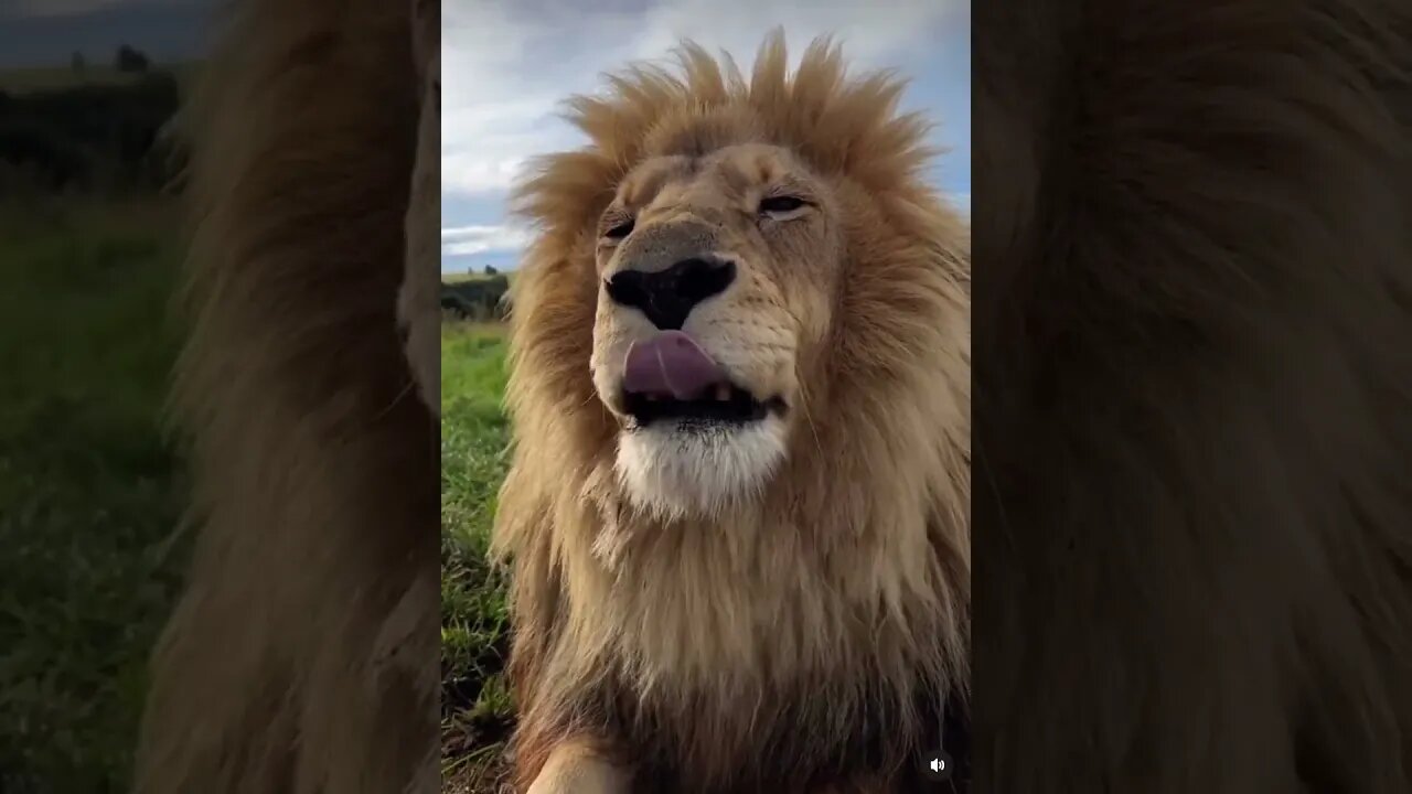 #shorts A sneezing Lion will never get old!!! #animals