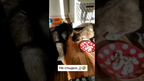 коты🤣 смешное видео 🤣