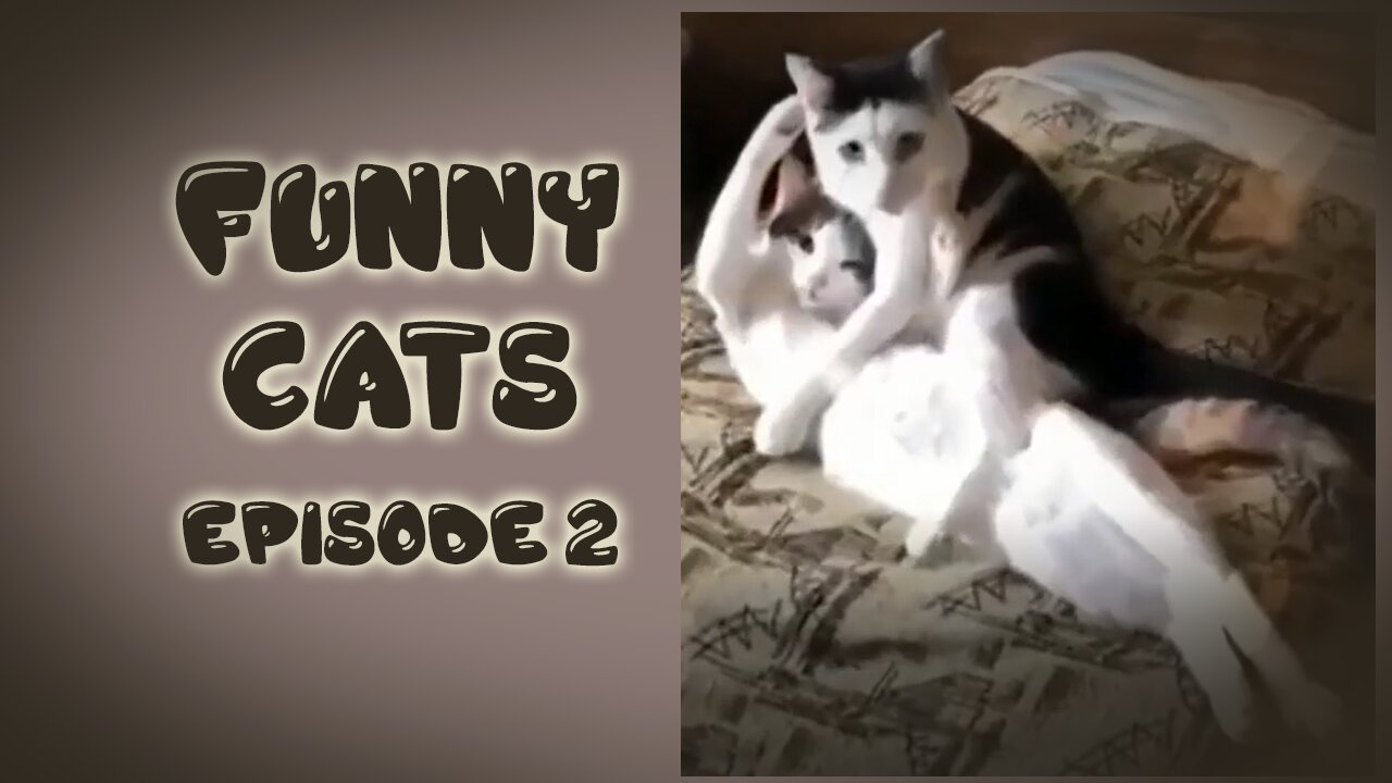 Funny Cats Episode 2