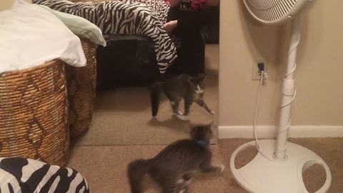 Funny Cat Dances With Herself