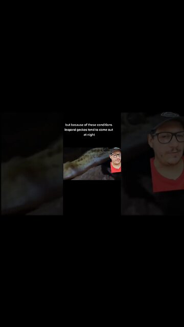 Leopard Geckos come from the desert