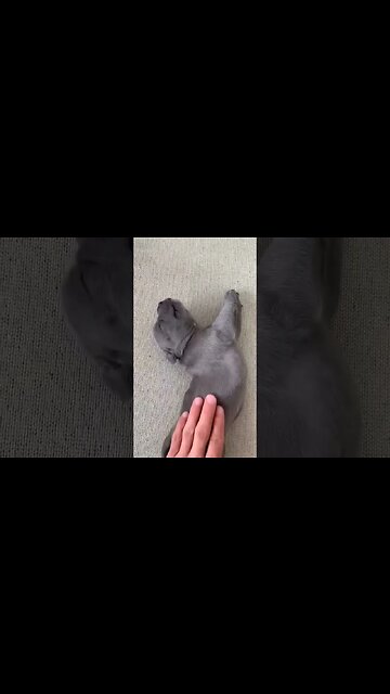 dog sleep music #puppy #shortvideo