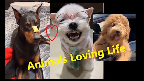 7 Minutes of Funny and Loveable Dogs