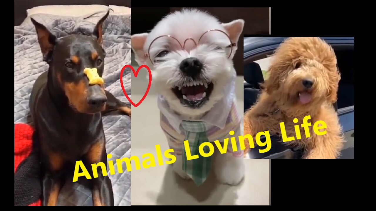 7 Minutes of Funny and Loveable Dogs