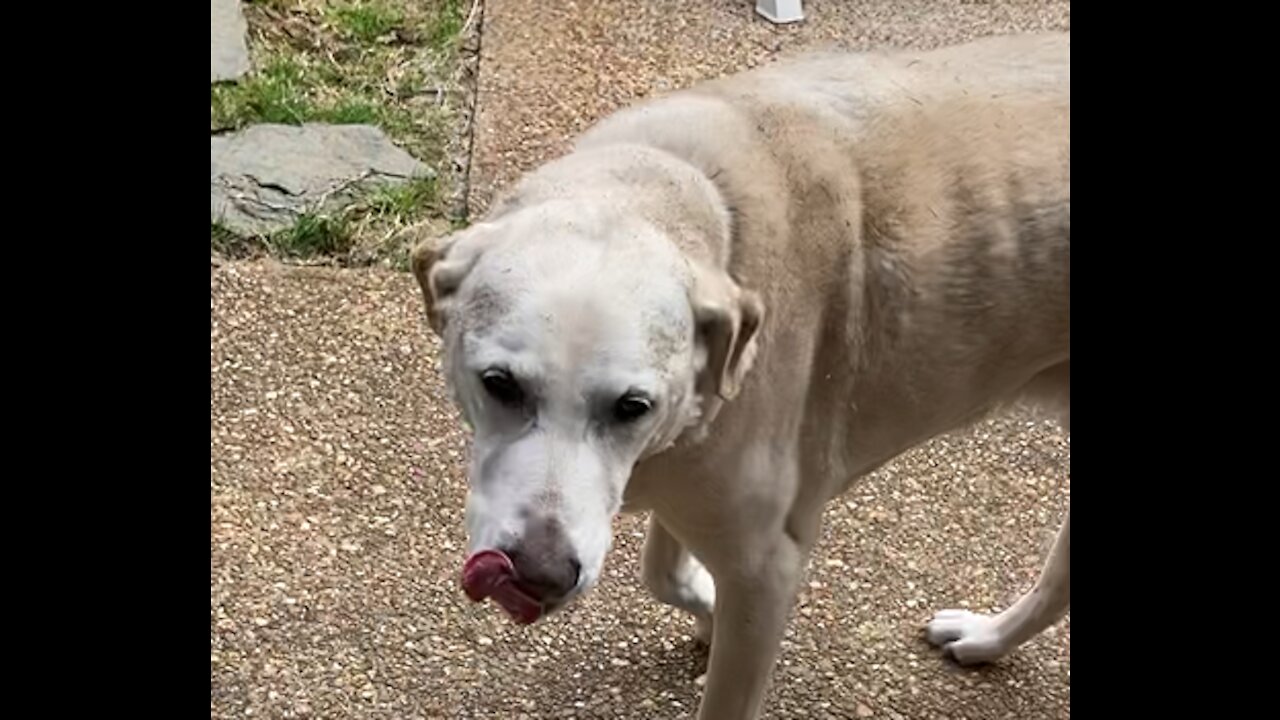 Dirty Milo
