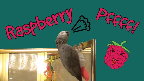 Einstein the Parrot likes to blow raspberries!