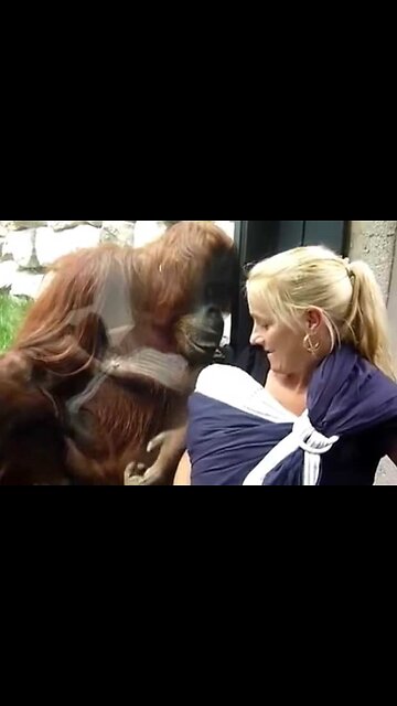 The Mama Monkey Admires the Human Baby and Goes to Get Her Own Baby ❤️