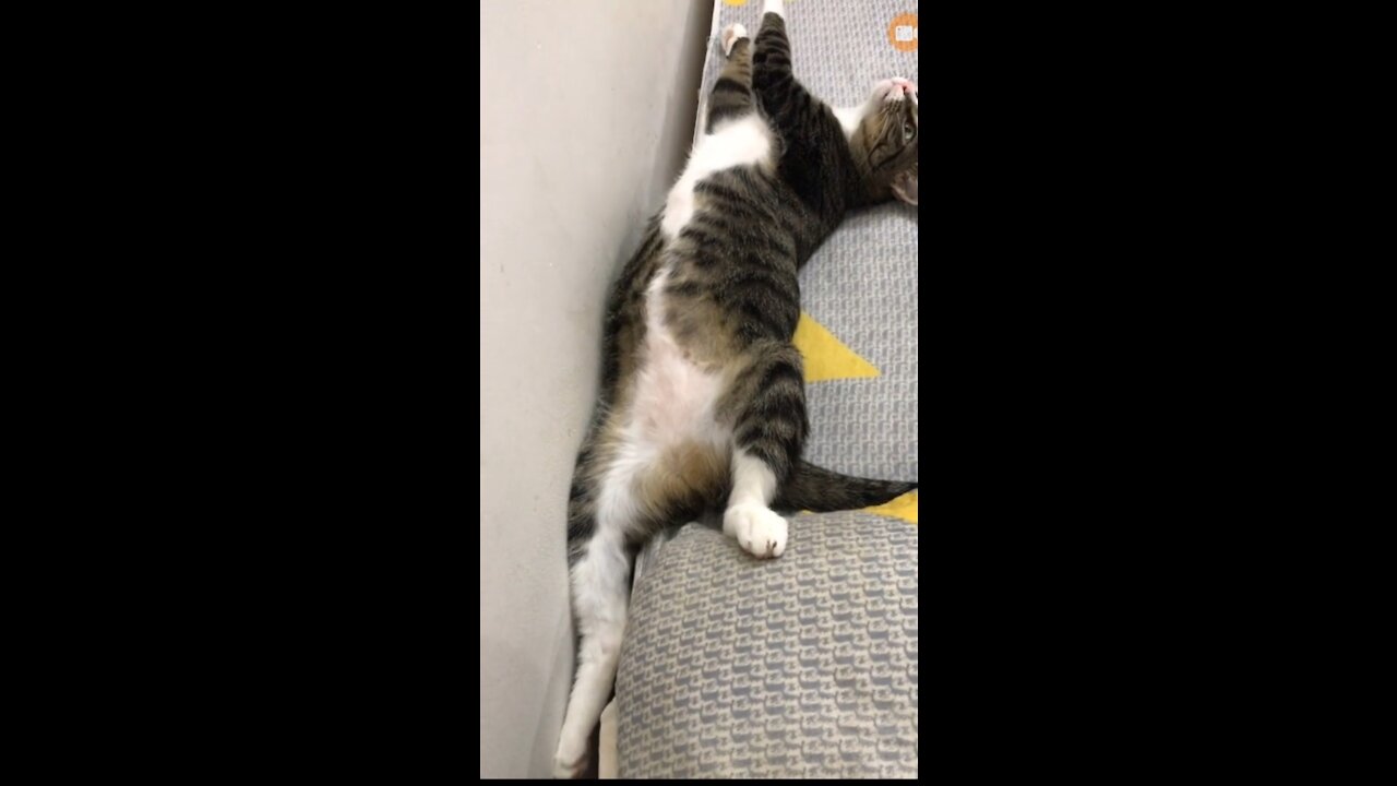 Adorable Sleeping Position of Baby Cat