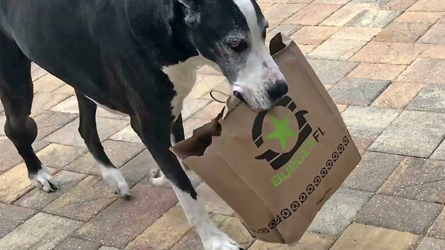 Happy Great Dane Loves to Carry Burger Fi Foodie Lunch to her Katie Cave