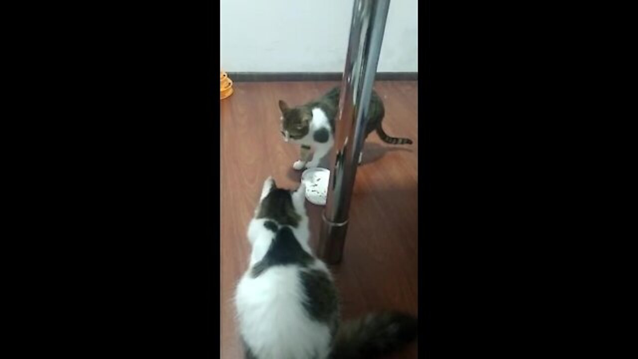 Mary and Yuna, the cats playing with the new toy, lol