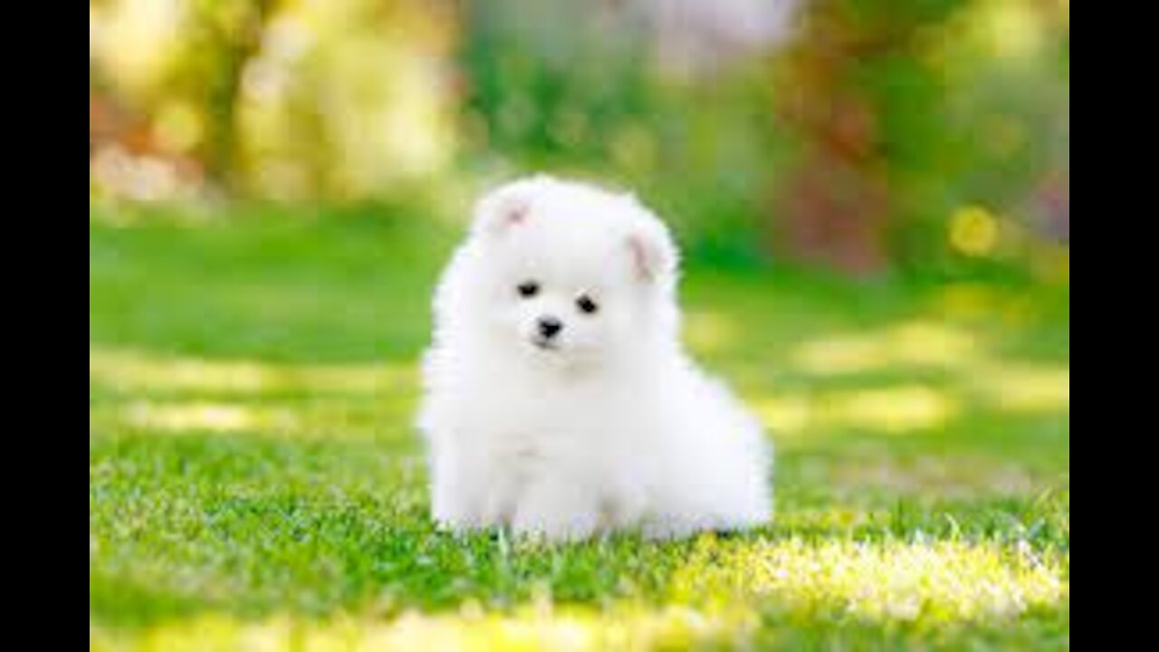 Baby dogs Video - Cute and Funny Dog - Compilation 2021