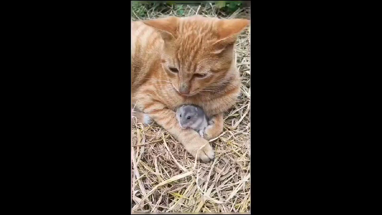 cats playing with rats funny enjoy