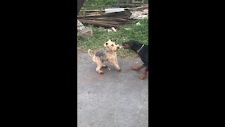 Dog gets a surprise attack by Doberman!