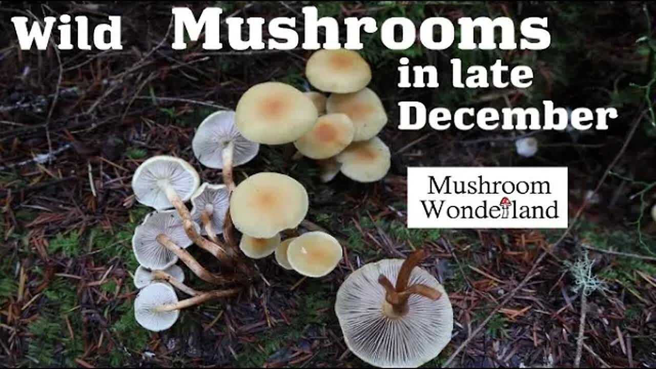 Wild Mushrooms in Late December! Identification and More