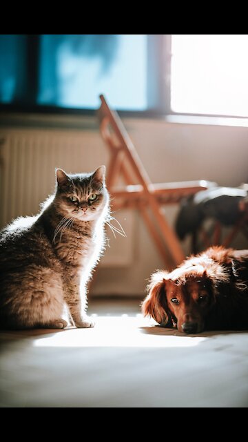 Owner Uses His Cat Like A Hood - TikTok Cats (Funny Animals #309)