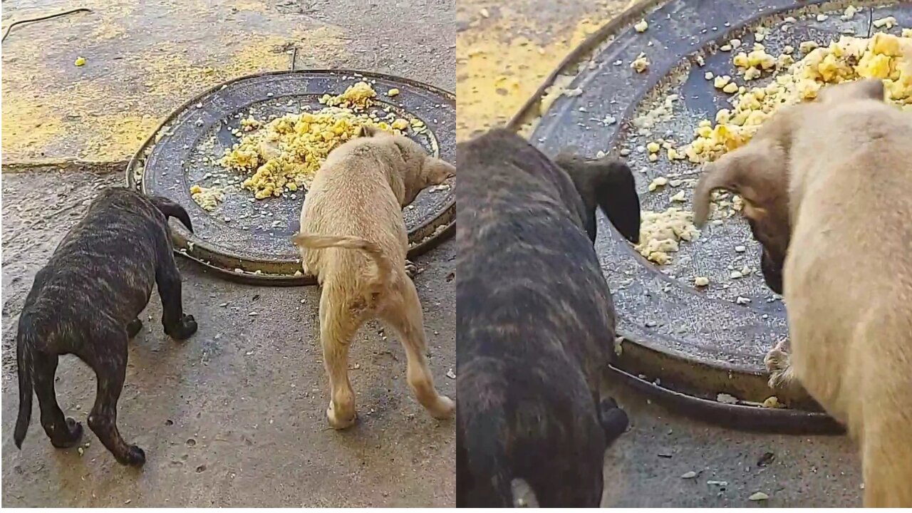 Greedy Pup Pushes His Brother Because He Wants All The Food