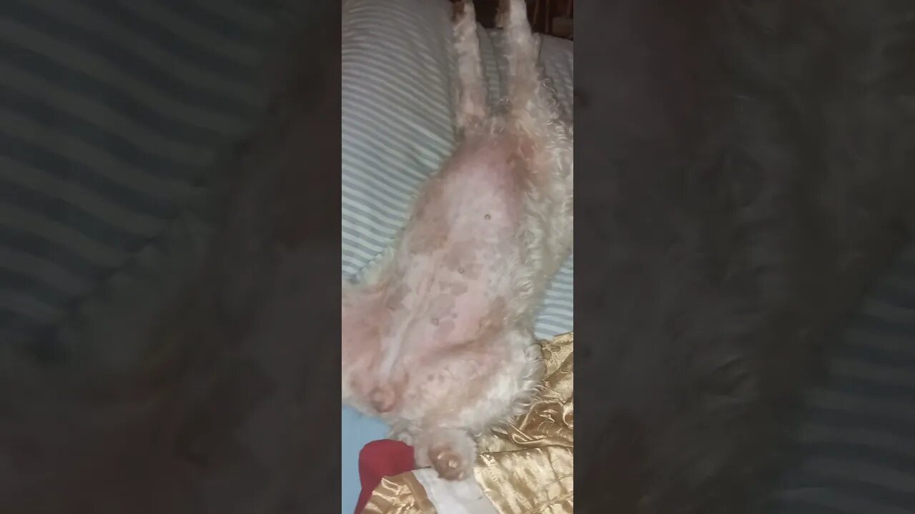 Фоксик Джулия #породысобак #собака