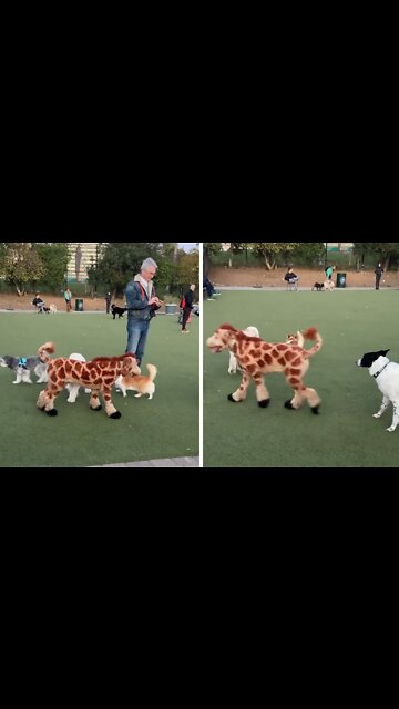 Dog pulls off flawless giraffe impersonation, confuses all the other dogs