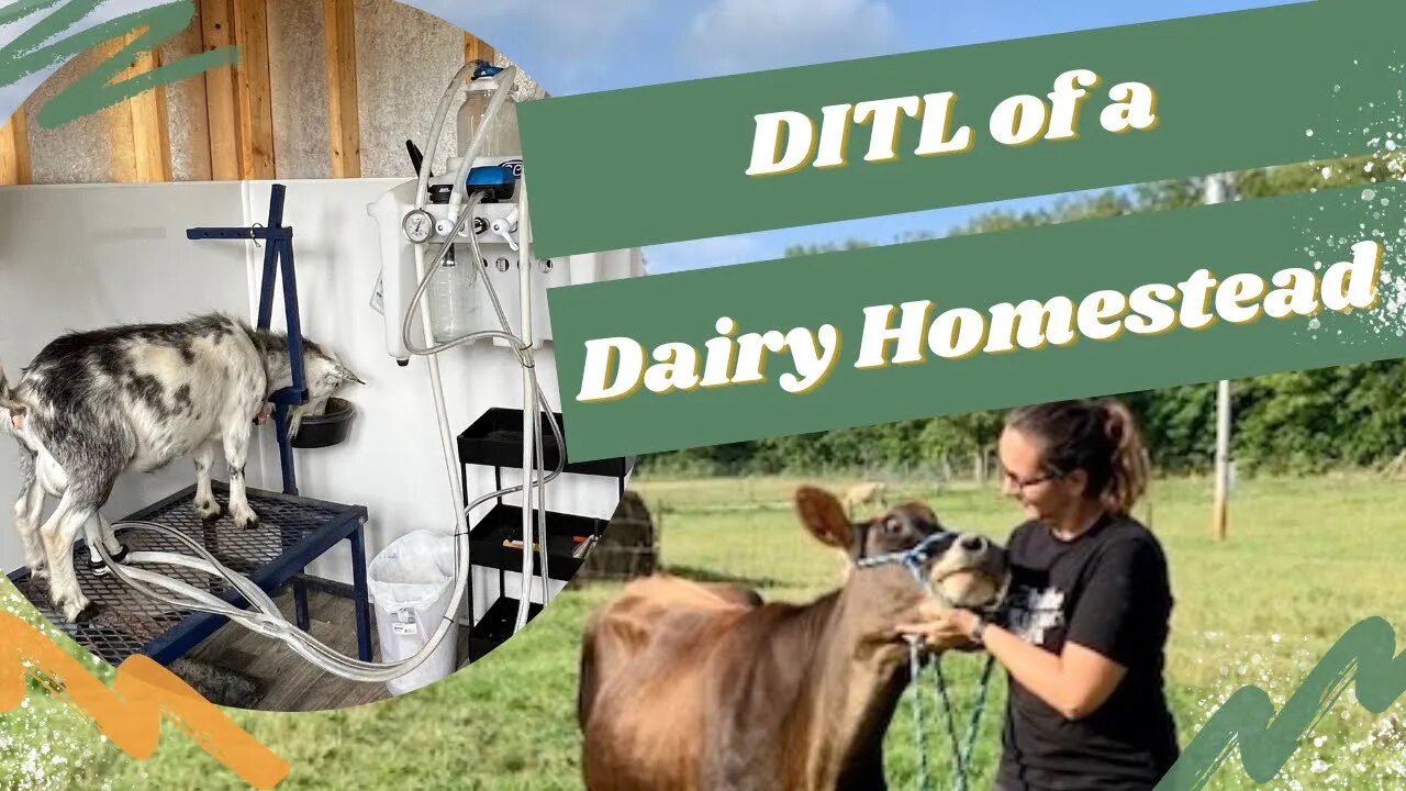 Day in the life of a Dairy Homestead | Three Little Goats Homestead Vlog