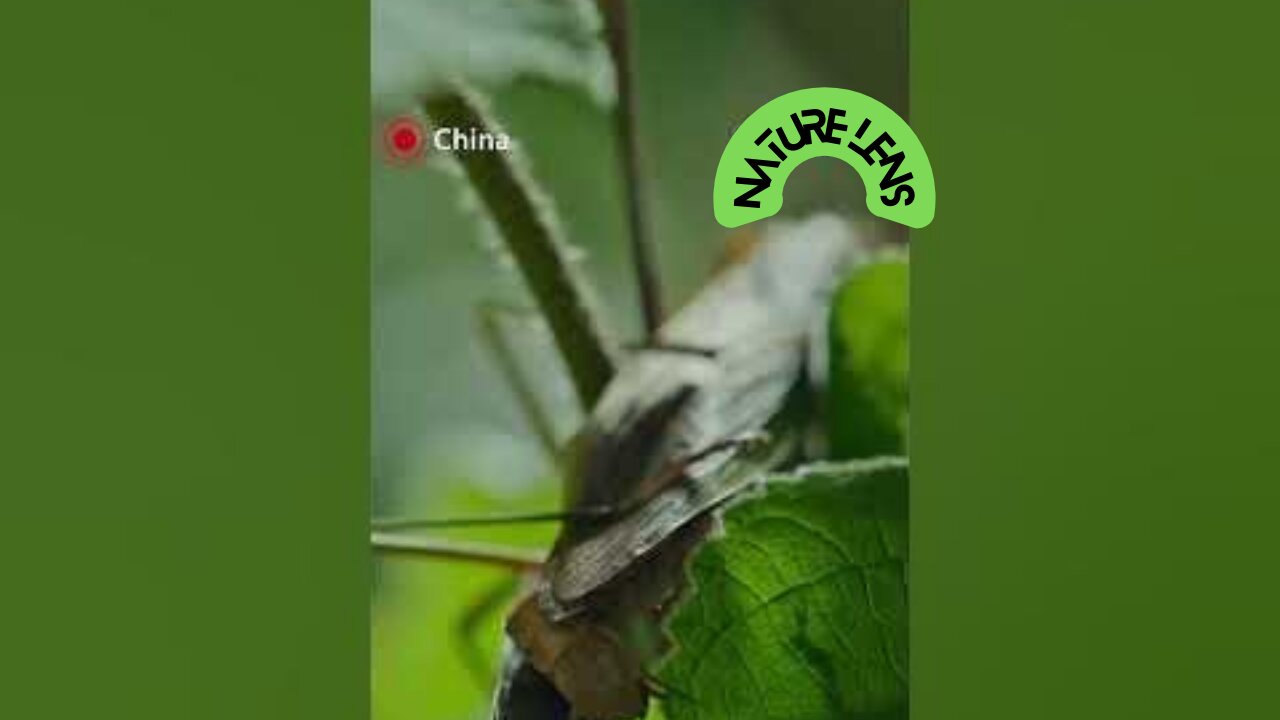 Nature's brutal dance: Reproduction in Chinese mantis